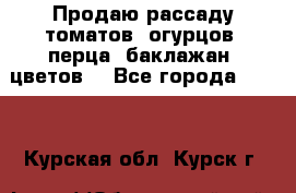 Продаю рассаду томатов, огурцов, перца, баклажан, цветов  - Все города  »    . Курская обл.,Курск г.